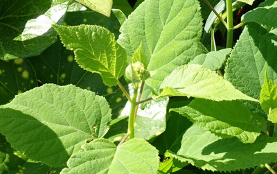 AWTC0516.jpg