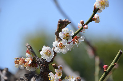 apricot02.jpg