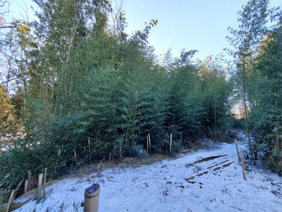 bamboo20240118-01.jpg