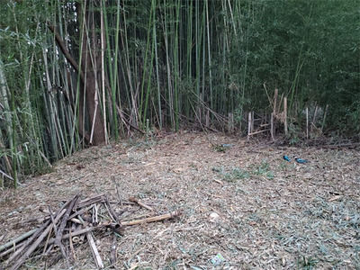 bamboo20240118-11.jpg