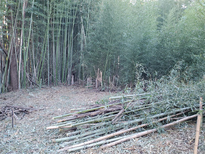 bamboo20240119-01.jpg