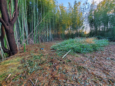 bamboo20240121-01.jpg
