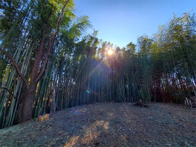 bamboo20240126-01.jpg
