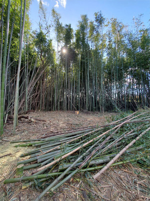 bamboo20240127-01.jpg