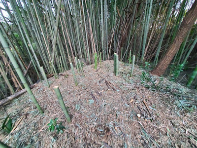 bamboo20240128-01.jpg