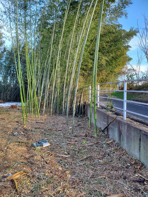 bamboo20240211_01.jpg