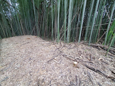 bamboo20240418_01.jpg