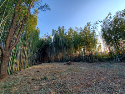 bamboo_20040131_01.png