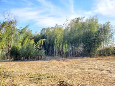 bamboo_20040213_01.jpg