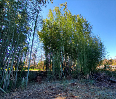 bamboo_20240130.jpg