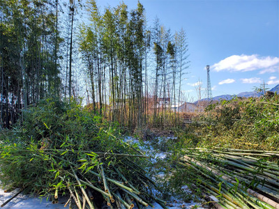 bamboo_20240208.jpg