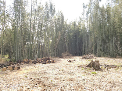 bamboo_20240417_01.jpg