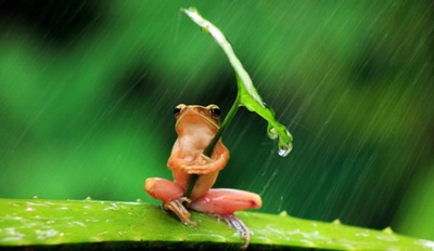 frog77.jpg