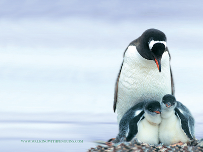 penguin1.jpg