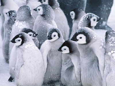 penguin10.jpg