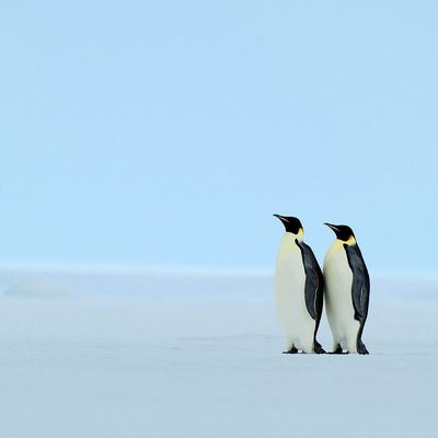 penguin12.jpg