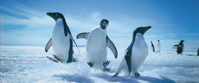 penguin15.jpg