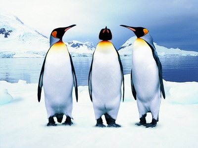penguin18.jpg
