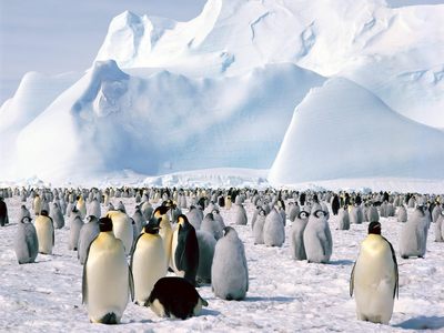 penguin21.jpg