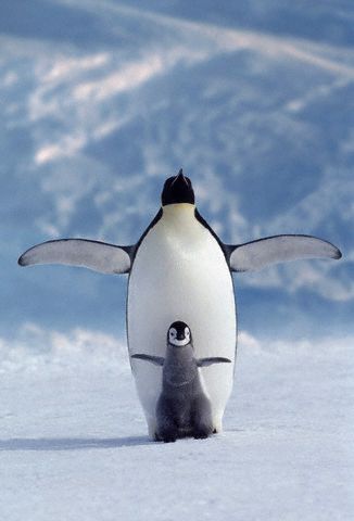 penguin3.jpg
