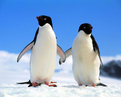 penguin5.jpg