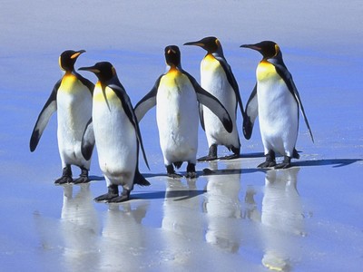 penguin7.jpg