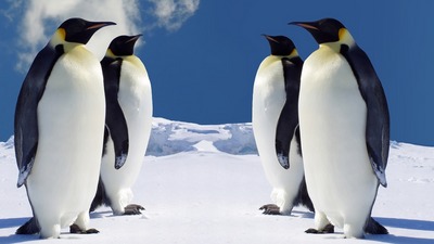 penguin8.jpg