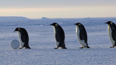 penguins_1280.jpg