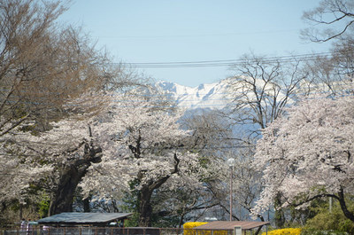 sakura05.jpg