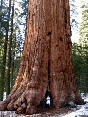 sequoia05.jpg