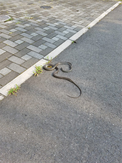 snake01.jpg