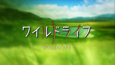 wildlife_logo06.jpg