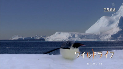 wildlife_logo07.jpg