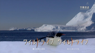 wildlife_logo09.jpg